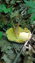 Butyriboletus appendiculatus