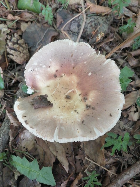 Russula vesca