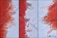 Steccherinum bourdotii