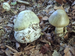Amanita phalloides