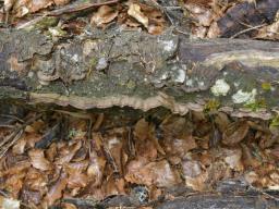 Laxitextum bicolor