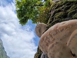 Ganoderma adspersum