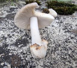 Amanita alseides