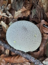 Lycoperdon perlatum