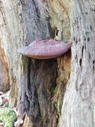 Ganoderma resinaceum