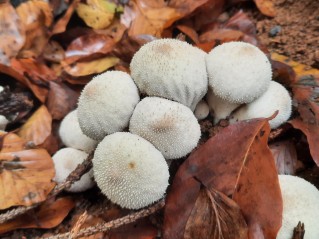 Lycoperdon perlatum