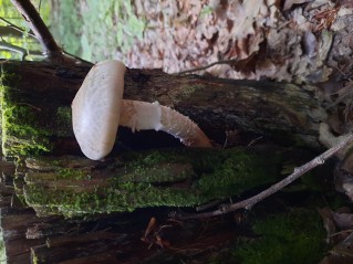 Neolentinus lepideus