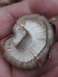 Hygrophorus marzuolus