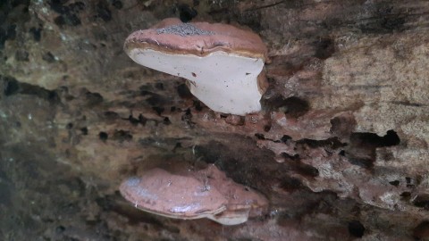 Ganoderma applanatum