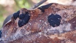 Rhytisma acerinum