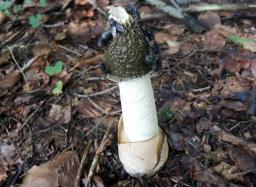 Phallus impudicus