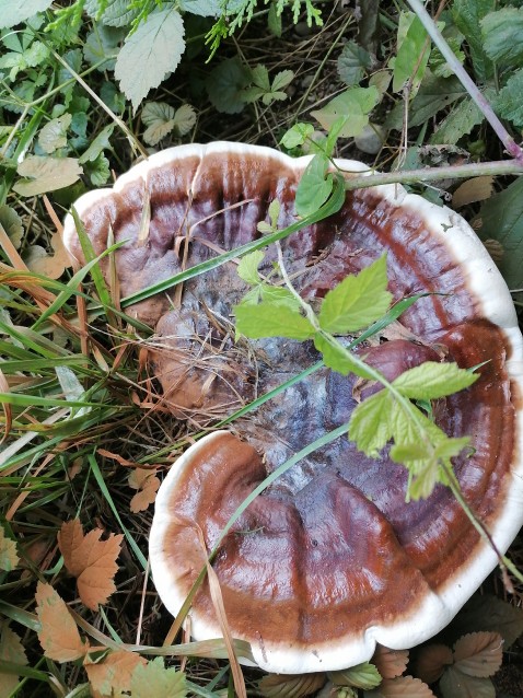 Ganoderma carnosum