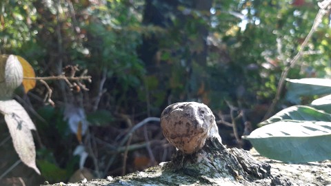 Fomes fomentarius