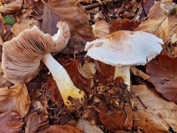 Agaricus porphyrizon