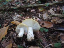 Russula ochroleuca