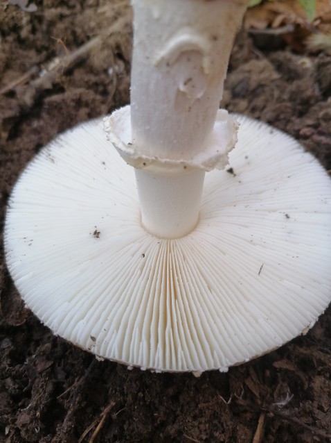 Amanita pantherina