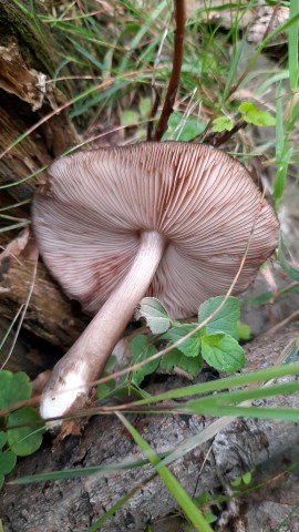 Pluteus atromarginatus