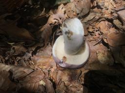 Russula cyanoxantha