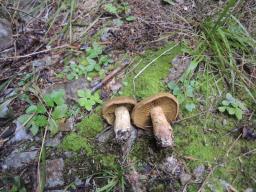 Cortinarius venetus var. montanus