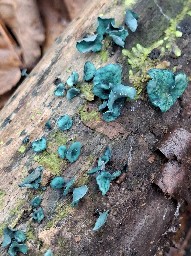 Chlorociboria aeruginascens