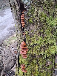 Flammulina velutipes