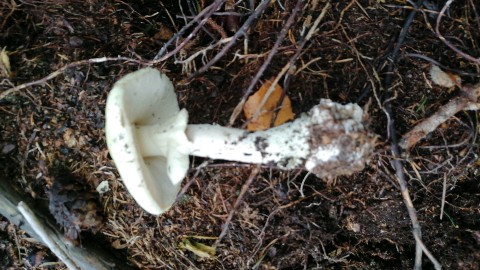 Amanita citrina