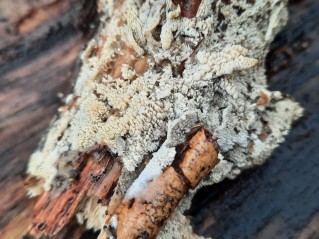 Hyphodontia quercina