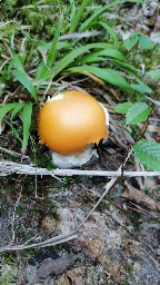 Amanita caesarea