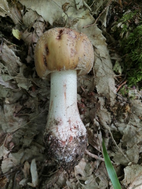 Amanita rubescens