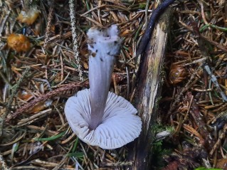 Mycena pura