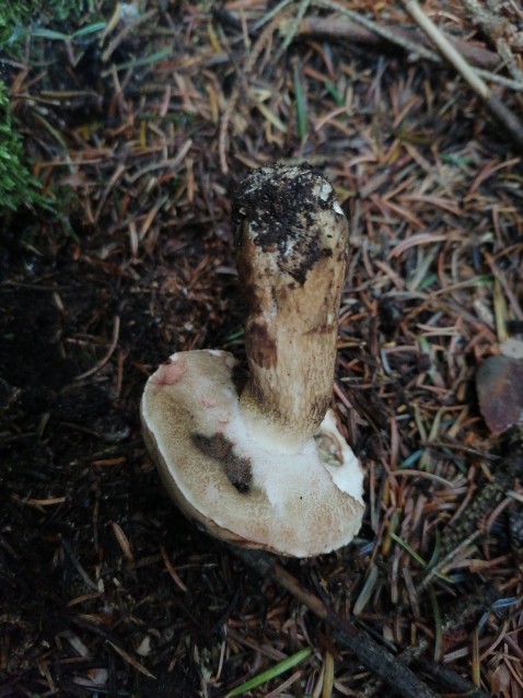 Tylopilus felleus