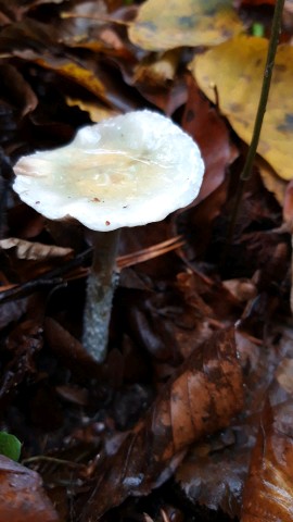 Stropharia caerulea