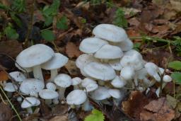 Leucocybe connata