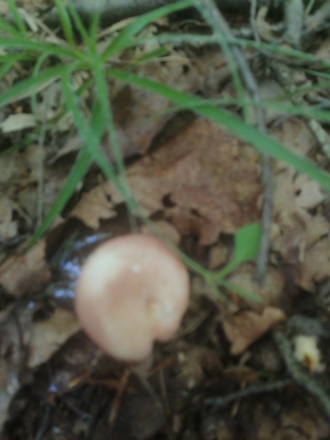 Russula vesca