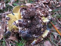 Cyanoboletus pulverulentus