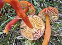 Hygrocybe coccinea