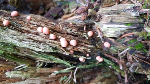 Lycogala epidendrum