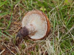 Gomphidius maculatus