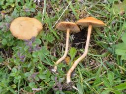 Agrocybe ochracea