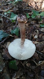 Amanita rubescens