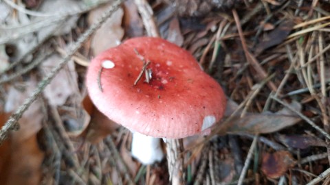 Russula emetica