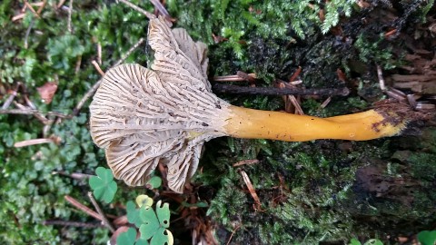 Craterellus tubaeformis