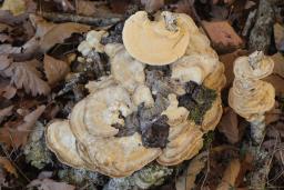 Trametes ochracea