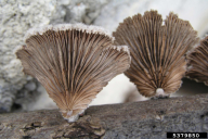 Schizophyllum commune