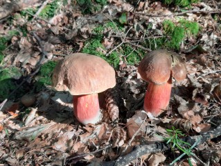 Neoboletus erythropus