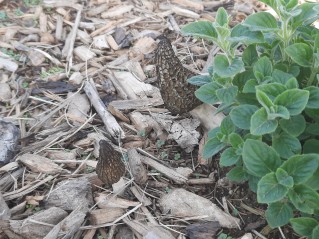 Morchella importuna