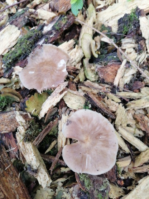 Pluteus cervinus