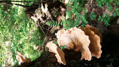 Laetiporus sulphureus