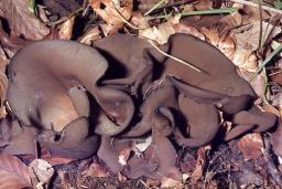 Phylloscypha phyllogena