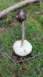 Amanita porphyria